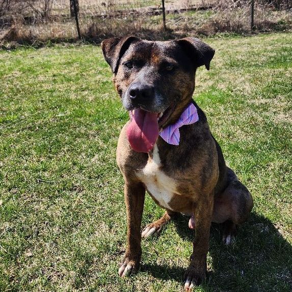 Cooper, an adoptable Mixed Breed in Carsonville, MI, 48419 | Photo Image 1