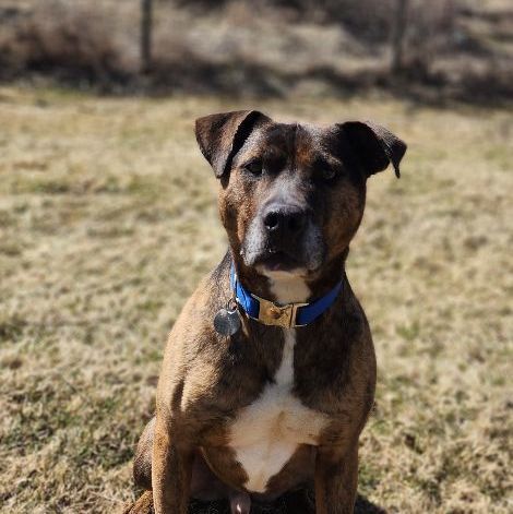Cooper, an adoptable Mixed Breed in Carsonville, MI, 48419 | Photo Image 2