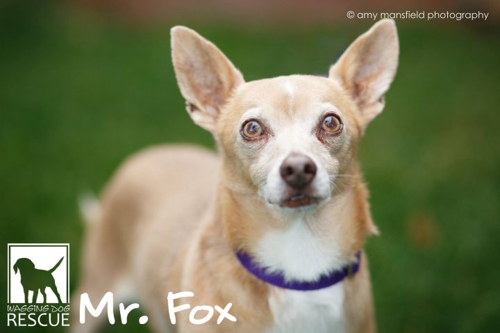 Mr. Fox - NEEDS A FOSTER HOME! 4