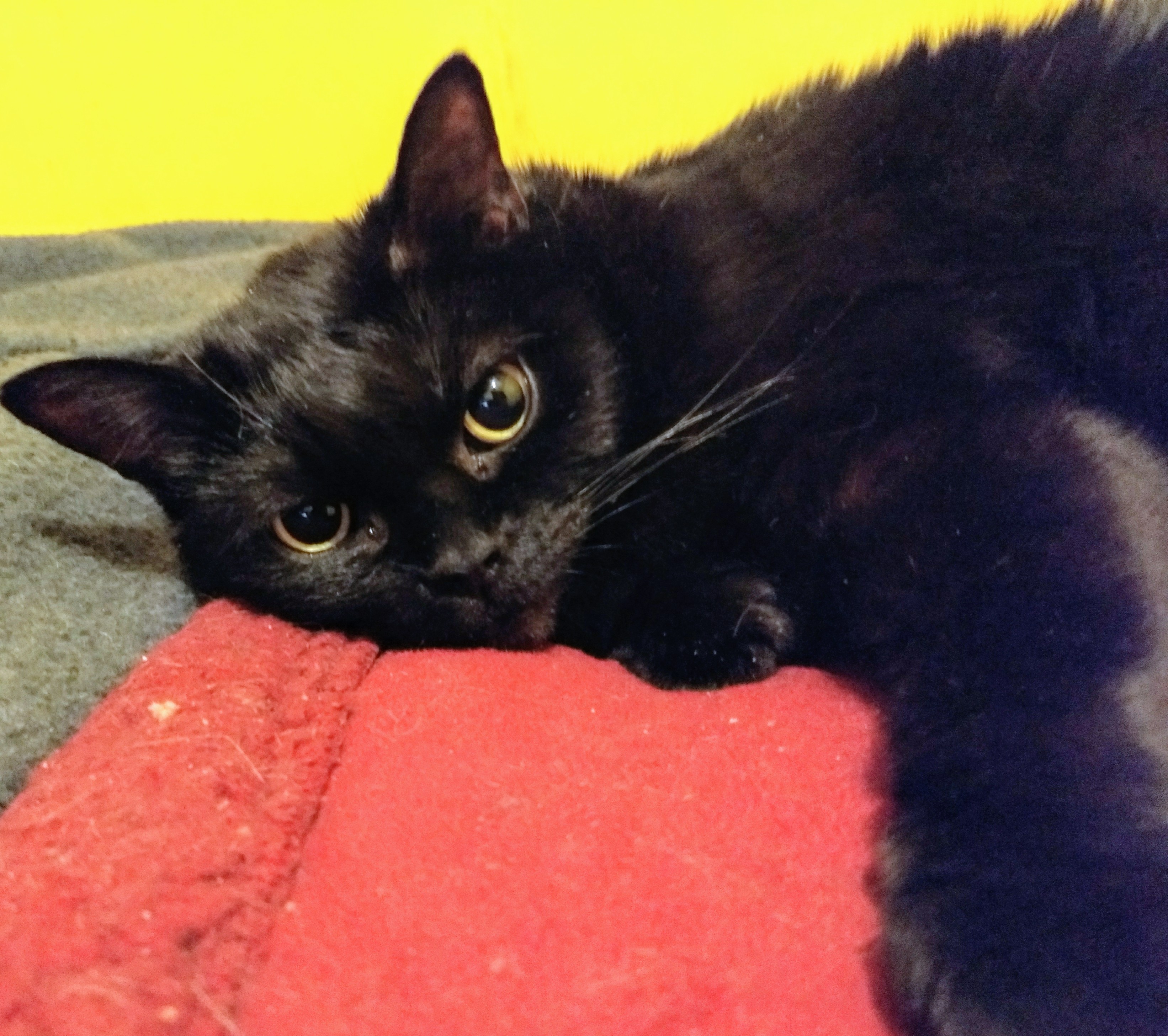 inky, an adoptable Domestic Short Hair, Burmese in Jeffersonville, IN, 47130 | Photo Image 1