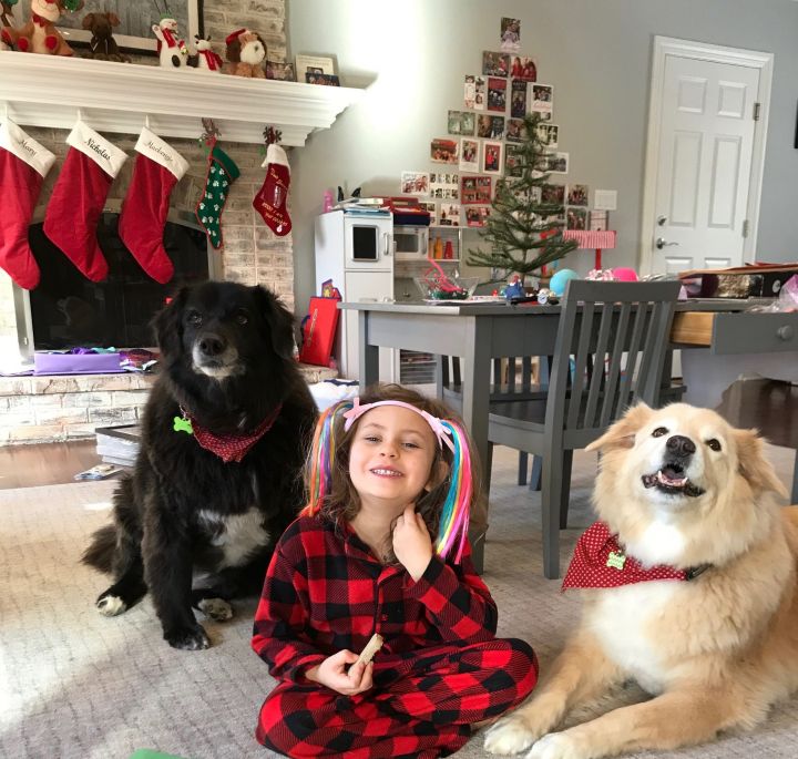 Abby & Lily - Owner Died, an adopted Great Pyrenees & Retriever Mix in Randolph, NJ_image-1