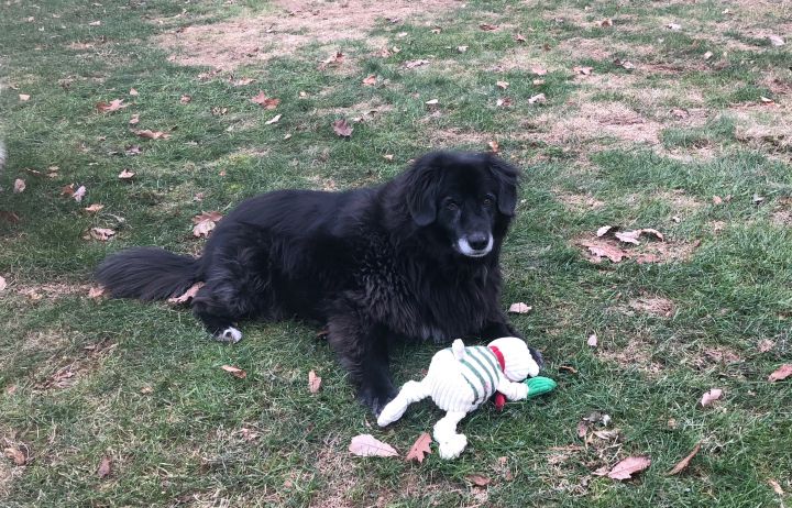 Abby & Lily - Owner Died, an adopted Great Pyrenees & Retriever Mix in Randolph, NJ_image-6