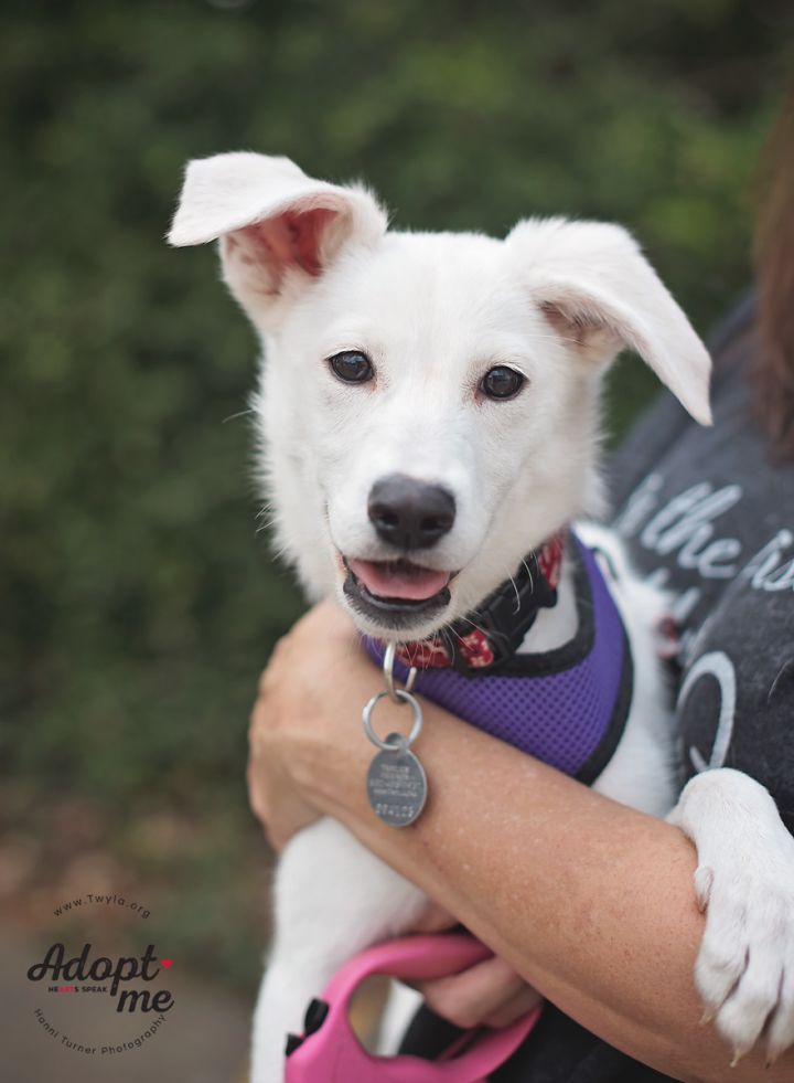 Trigger, an adopted American Eskimo Dog Mix in Kingwood, TX_image-1
