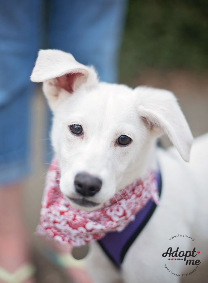 Trigger, an adopted American Eskimo Dog Mix in Kingwood, TX_image-2