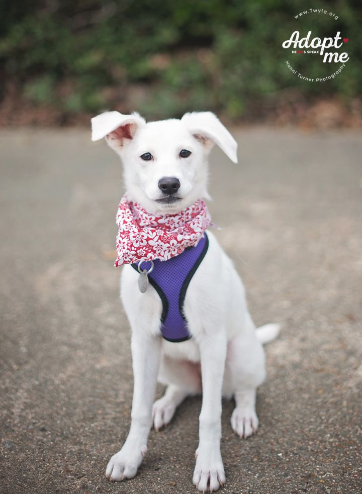 Trigger, an adopted American Eskimo Dog Mix in Kingwood, TX_image-4