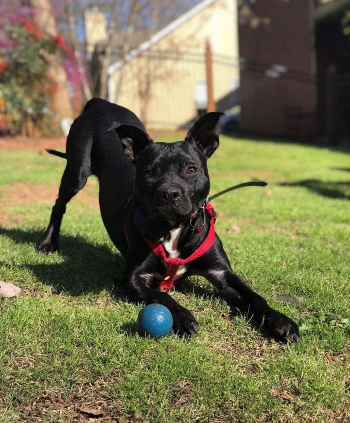 Staffordshire bull terrier lab 2024 mix