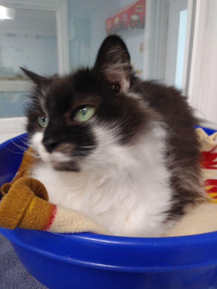 Cat for adoption - Caitlin, a Domestic Long Hair Mix in ...