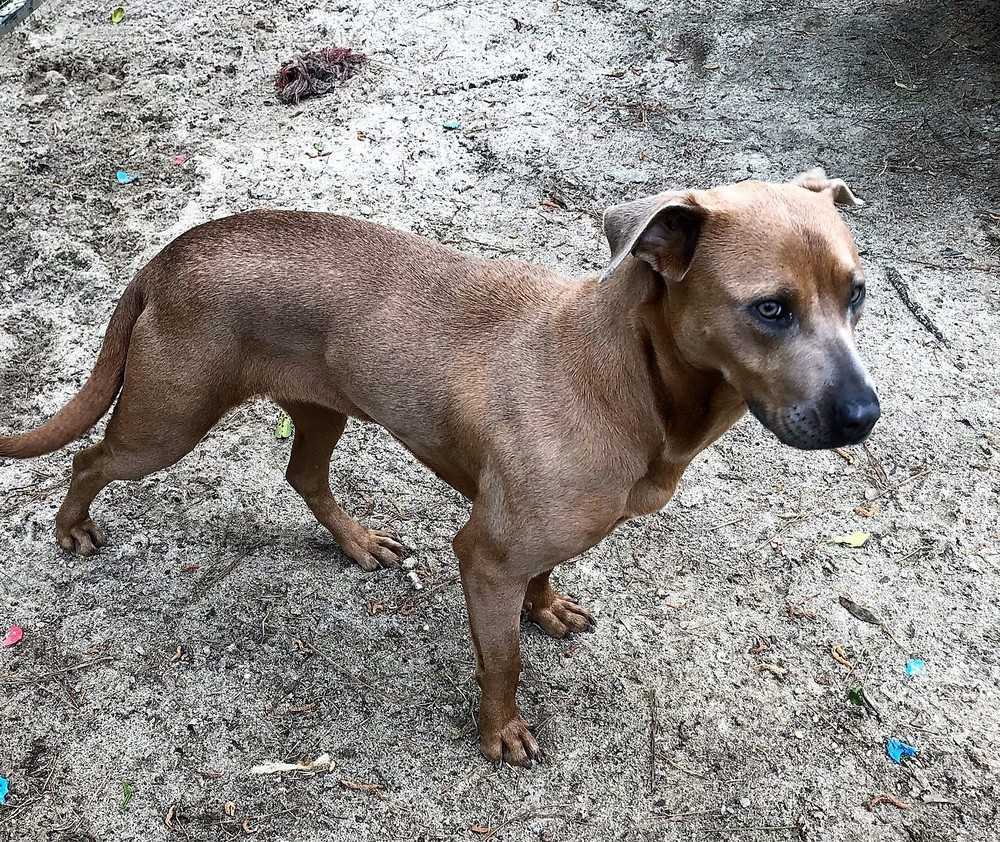 Princess, an adoptable Weimaraner, Mixed Breed in Ladson, SC, 29456 | Photo Image 3