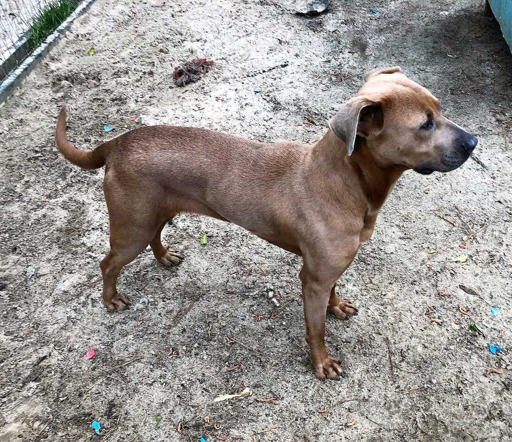 Princess, an adoptable Weimaraner, Mixed Breed in Ladson, SC, 29456 | Photo Image 4