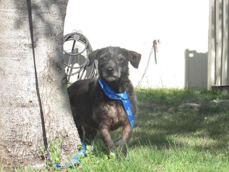 Pepper, an adoptable Jack Russell Terrier in Dripping Springs, TX, 78620 | Photo Image 2