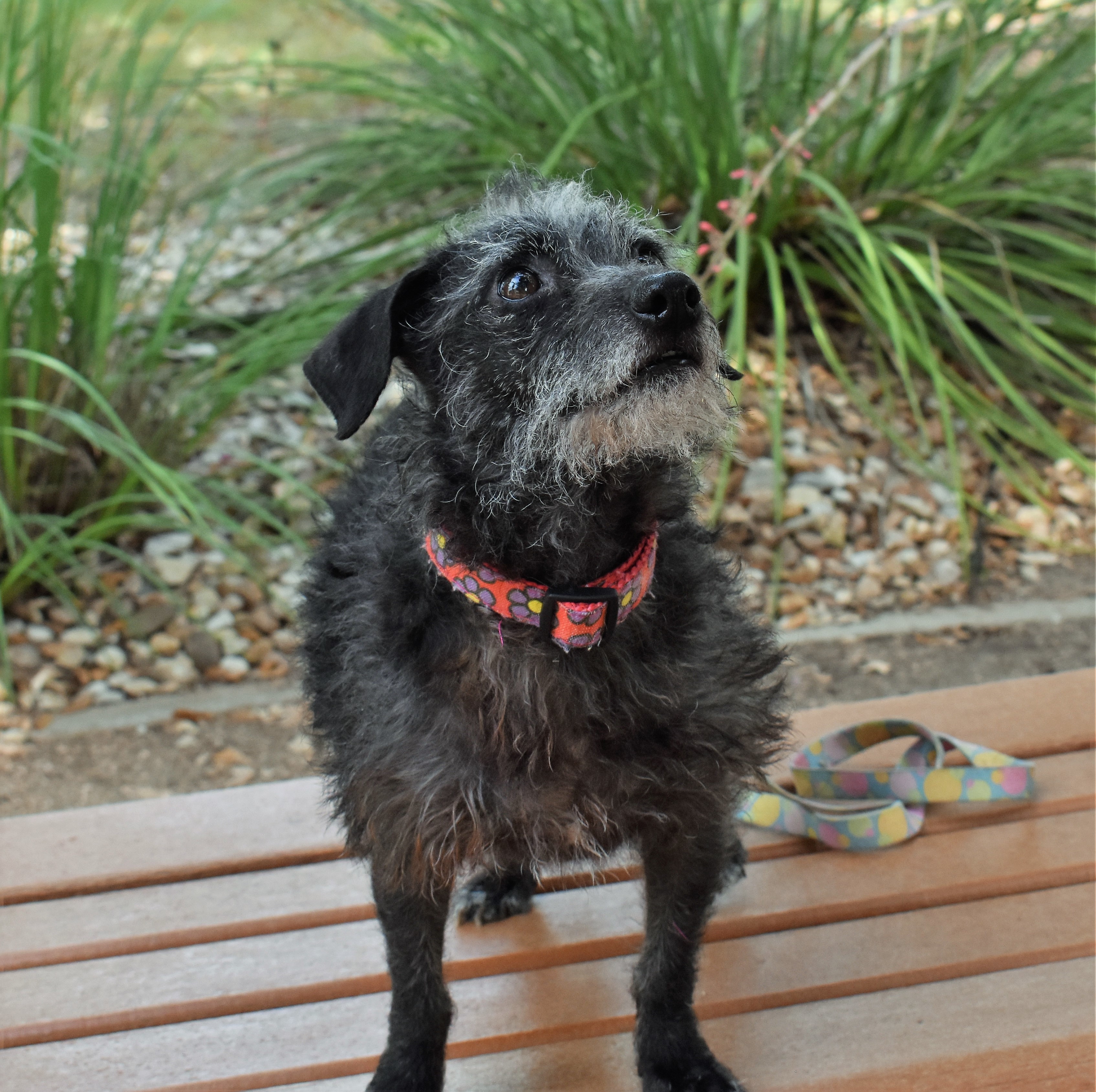 Pepper, an adoptable Jack Russell Terrier in Dripping Springs, TX, 78620 | Photo Image 3