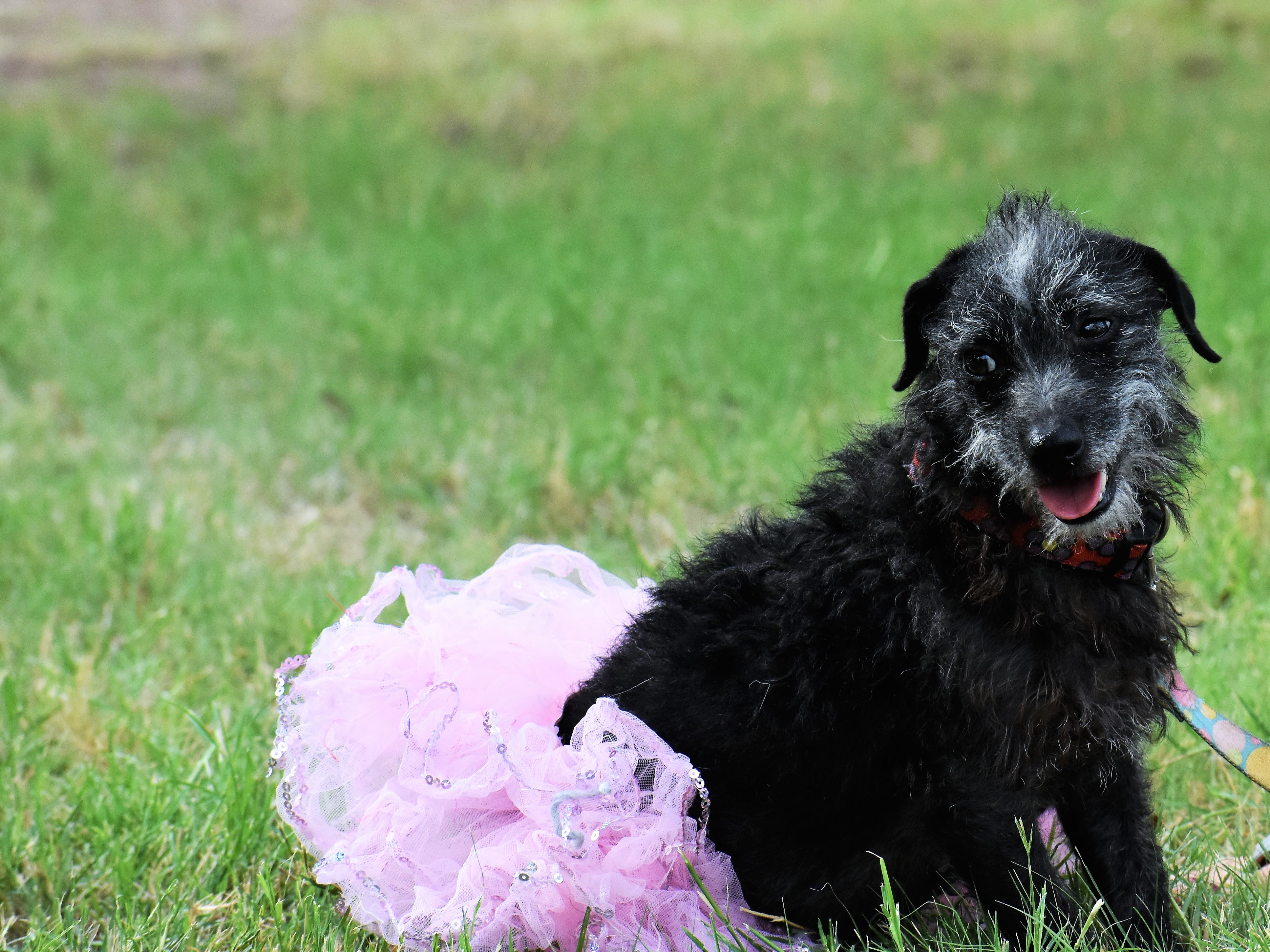 Pepper, an adoptable Jack Russell Terrier in Dripping Springs, TX, 78620 | Photo Image 3