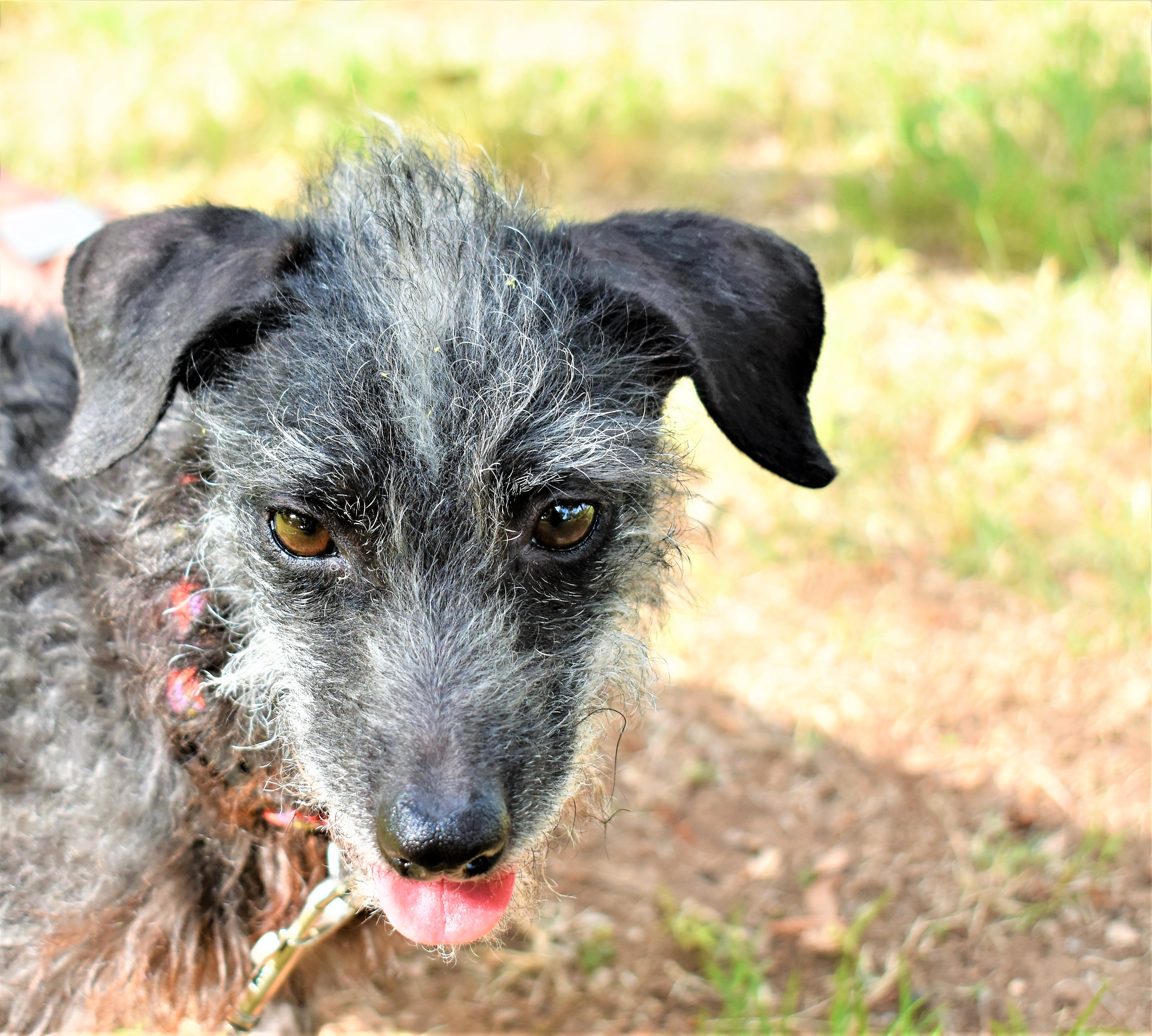 Pepper, an adoptable Jack Russell Terrier in Dripping Springs, TX, 78620 | Photo Image 4