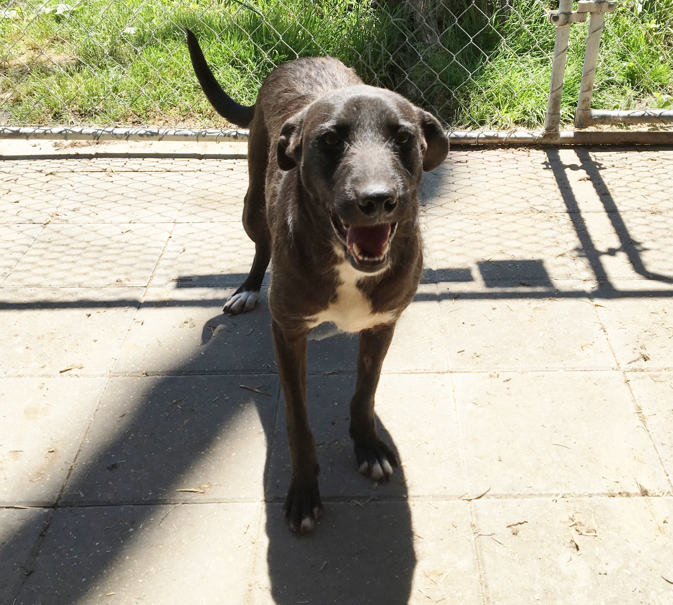 Willow, an adoptable Black Labrador Retriever, Portuguese Podengo in Boaz, AL, 35957 | Photo Image 2