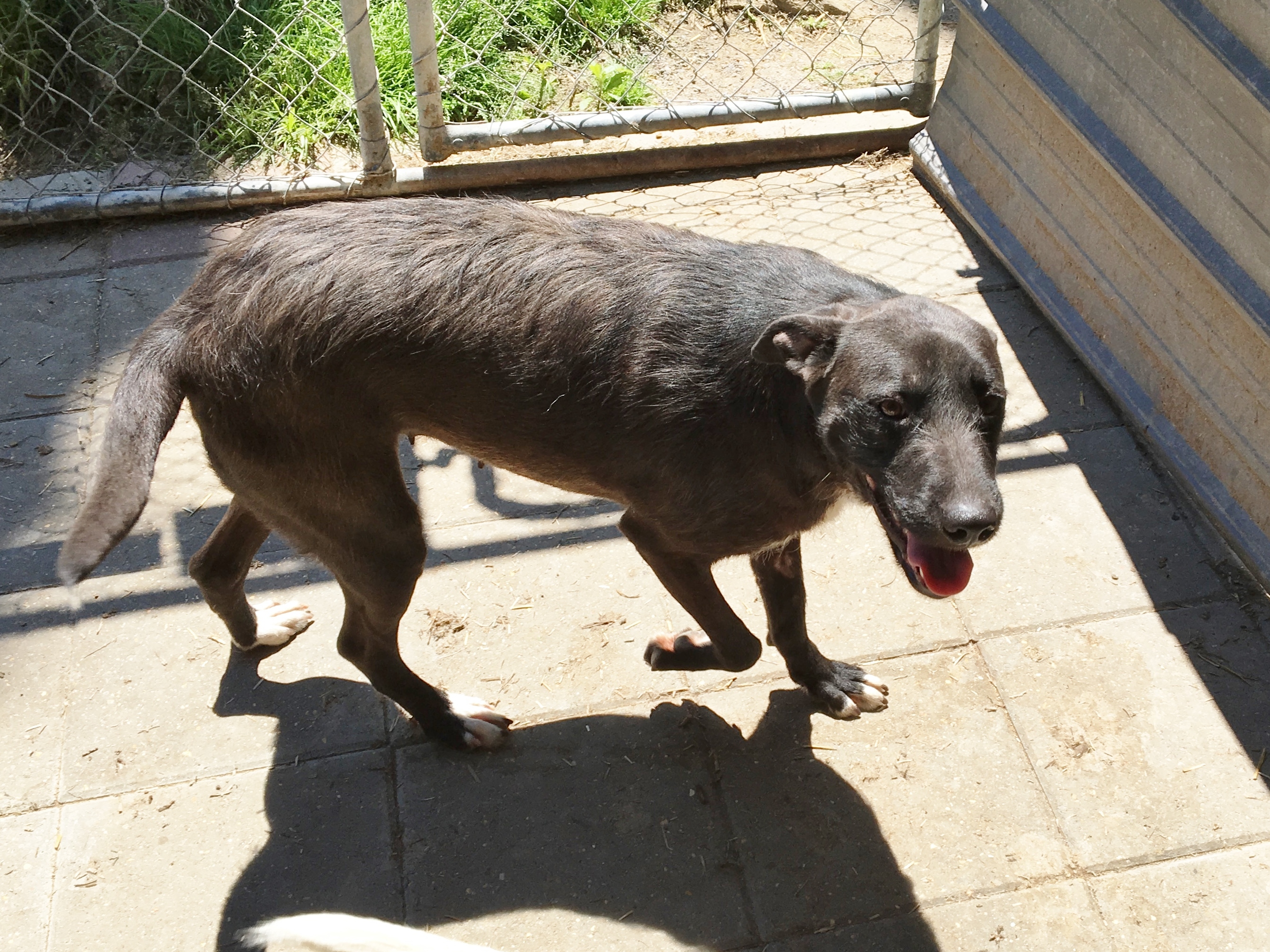 Willow, an adoptable Black Labrador Retriever, Portuguese Podengo in Boaz, AL, 35957 | Photo Image 3