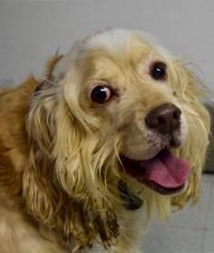 Donnie, an adoptable Cocker Spaniel in Flushing, NY, 11354 | Photo Image 1