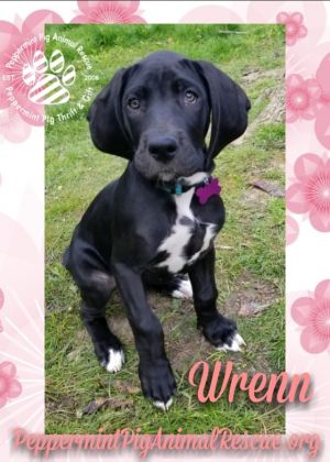 Wrenn ADOPTION PENDING