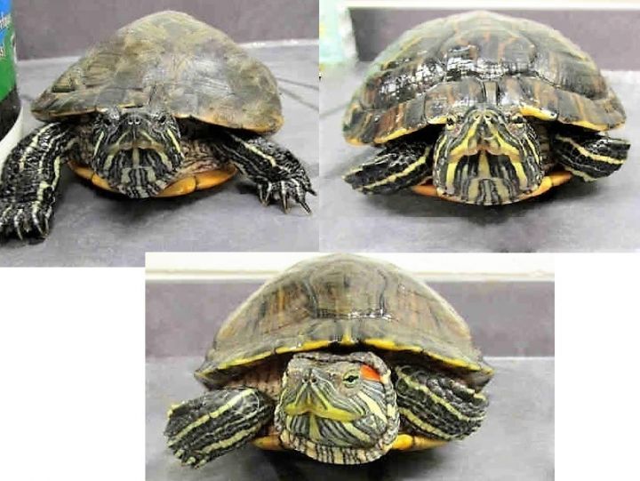 Turtle For Adoption Turtles A Red Eared Slider Yellow Bellied Slider Mix In Derwood Md Petfinder,Maternal Grandparents