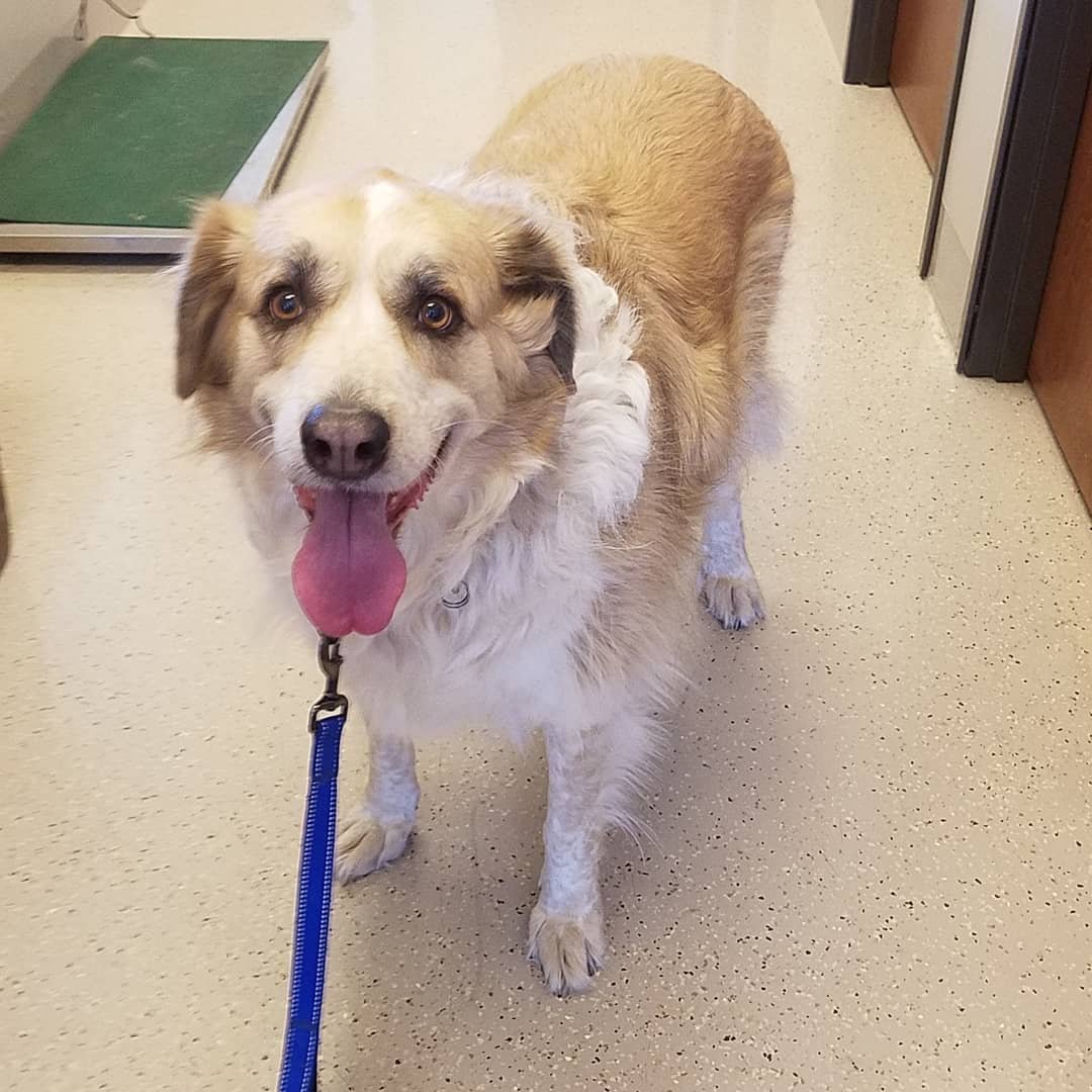 Daisy, an adoptable Great Pyrenees in Whitewright, TX, 75491 | Photo Image 1