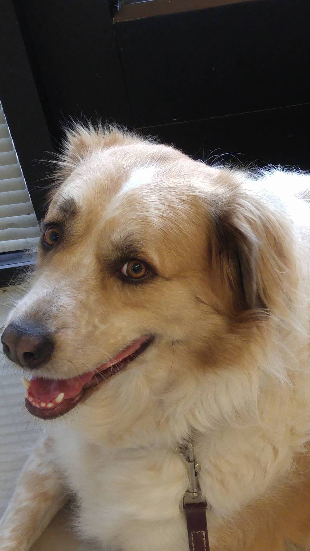 Daisy, an adoptable Great Pyrenees in Whitewright, TX, 75491 | Photo Image 2