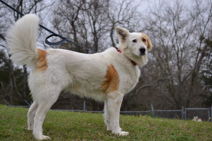 how big do border collie and great pyernes pups get