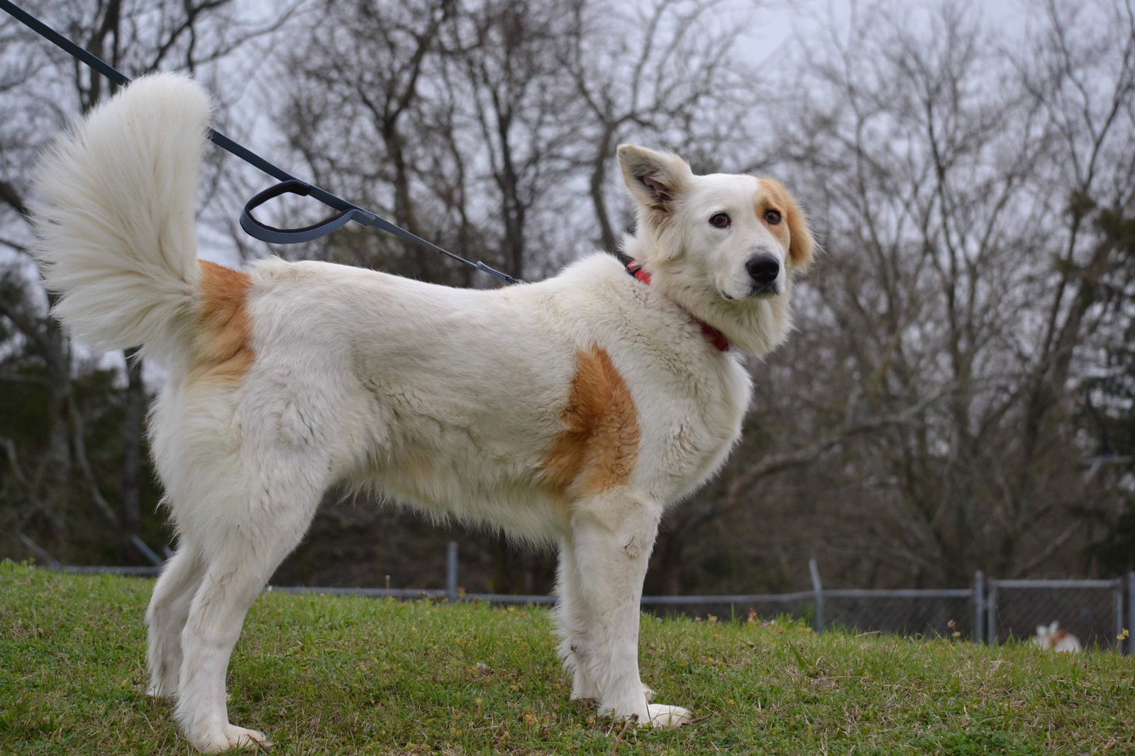 Great pyrenees and store border collie mix