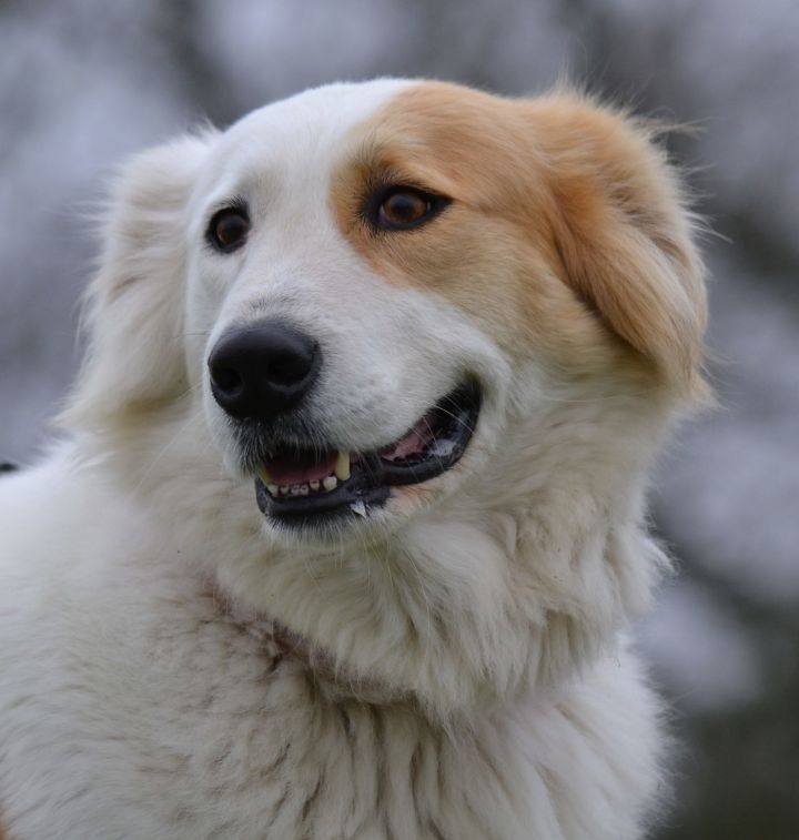 how big do border collie and great pyernes pups get