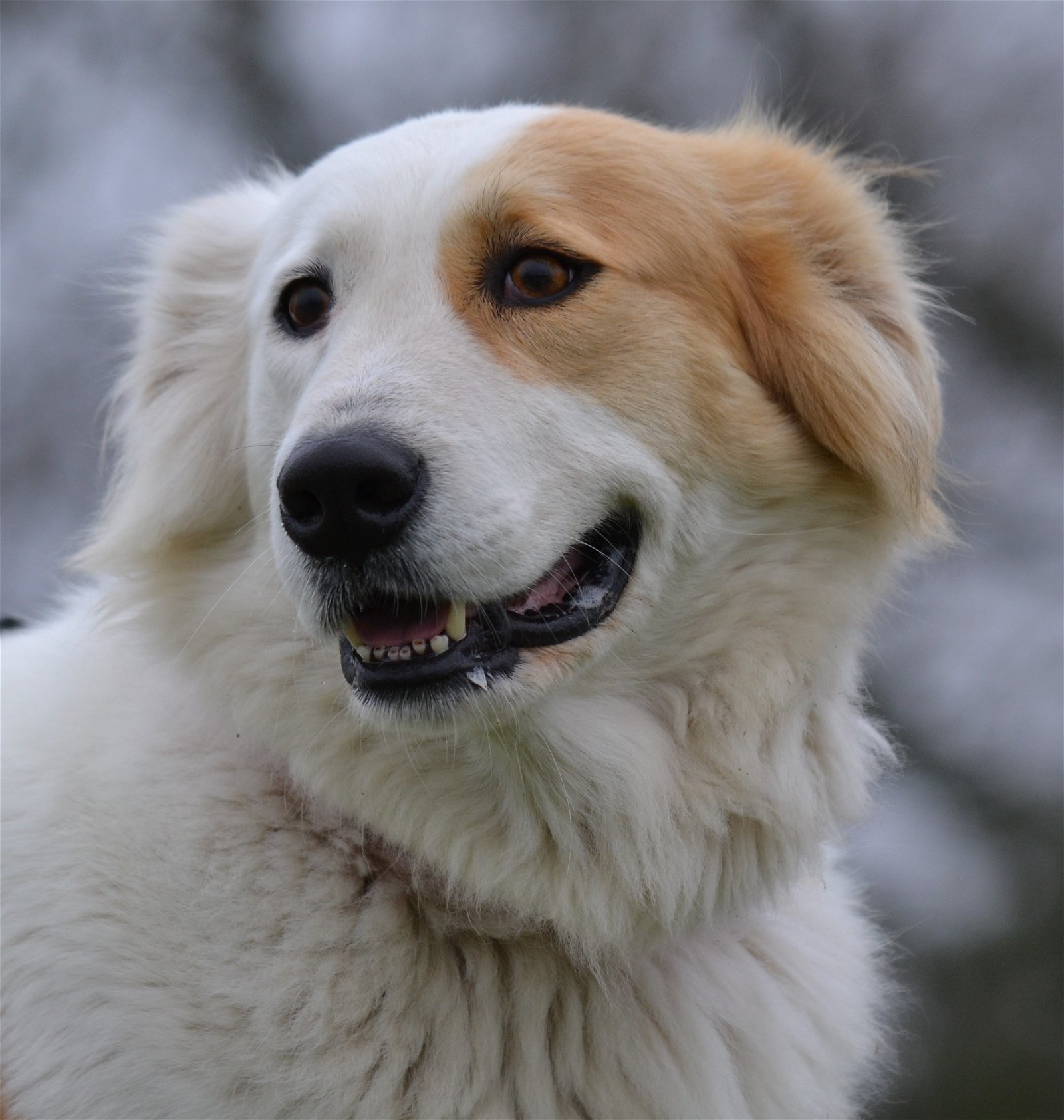 Lindsey, an adoptable Great Pyrenees, Border Collie in Whitewright, TX, 75491 | Photo Image 2