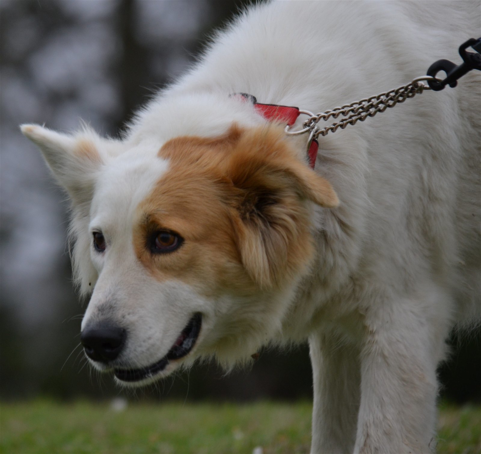 Lindsey, an adoptable Great Pyrenees, Border Collie in Whitewright, TX, 75491 | Photo Image 3