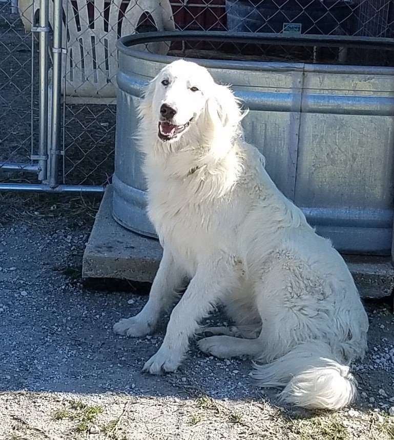 Bobby, an adoptable Great Pyrenees, Maremma Sheepdog in Whitewright, TX, 75491 | Photo Image 1