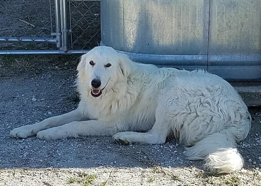 Bobby, an adoptable Great Pyrenees, Maremma Sheepdog in Whitewright, TX, 75491 | Photo Image 2