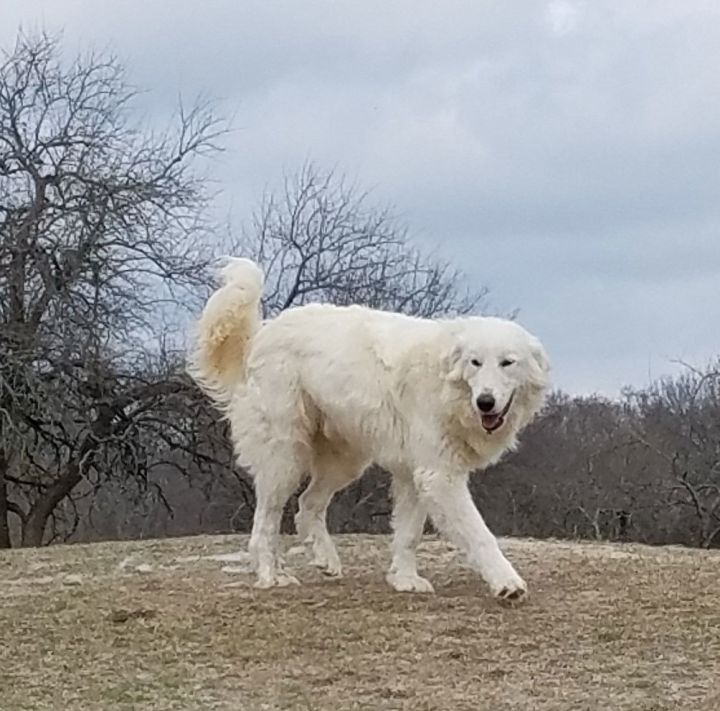 are maremma sheepdogs good dogs