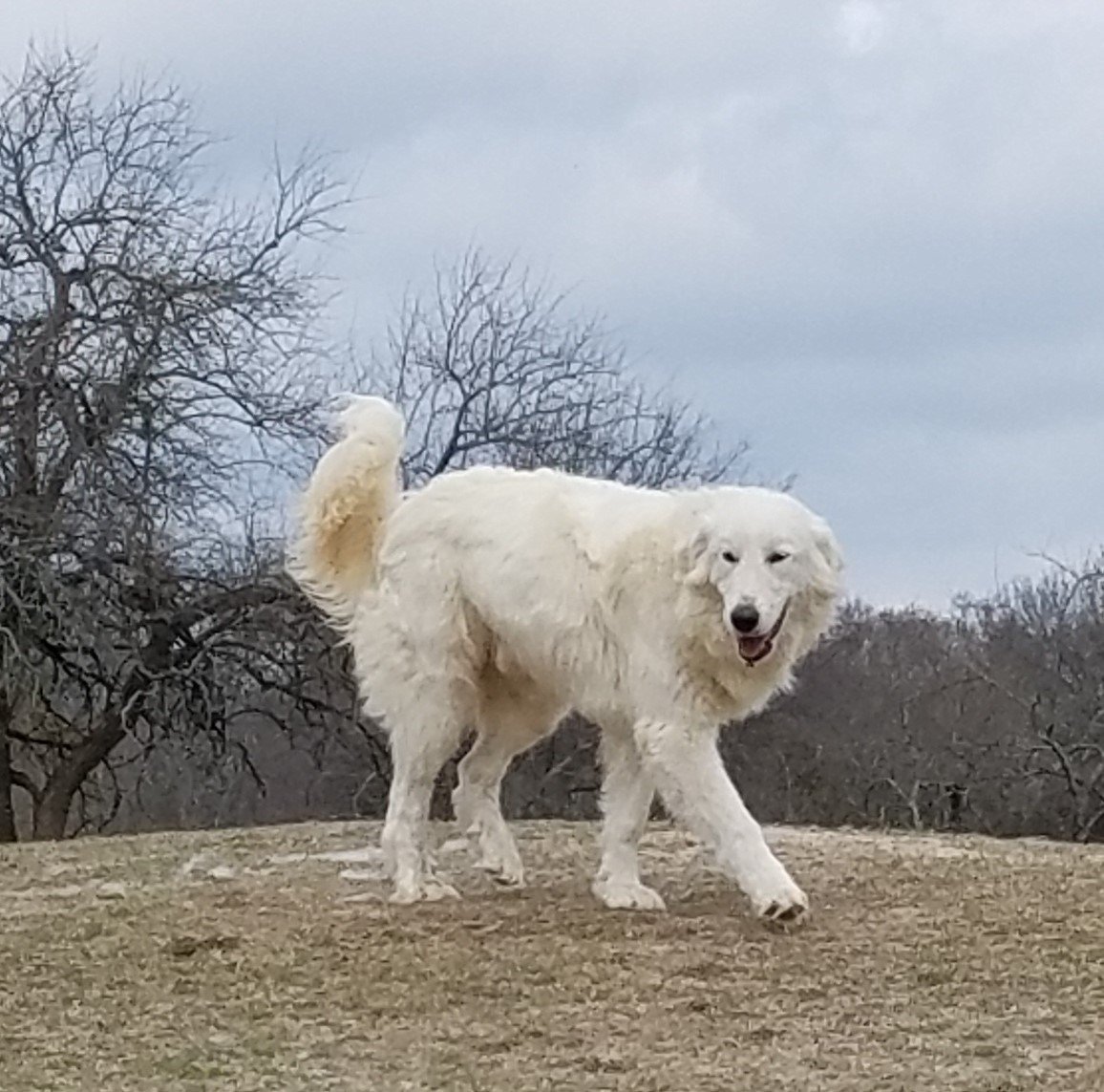 Bobby, an adoptable Great Pyrenees, Maremma Sheepdog in Whitewright, TX, 75491 | Photo Image 3
