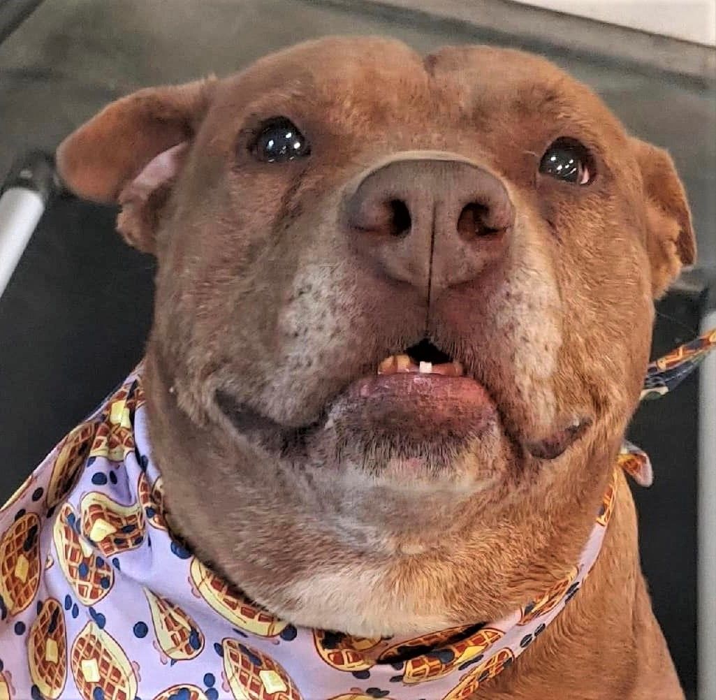 Pork Chop - Sweetheart alert!, an adoptable Terrier, Boxer in Macomb, MI, 48042 | Photo Image 1