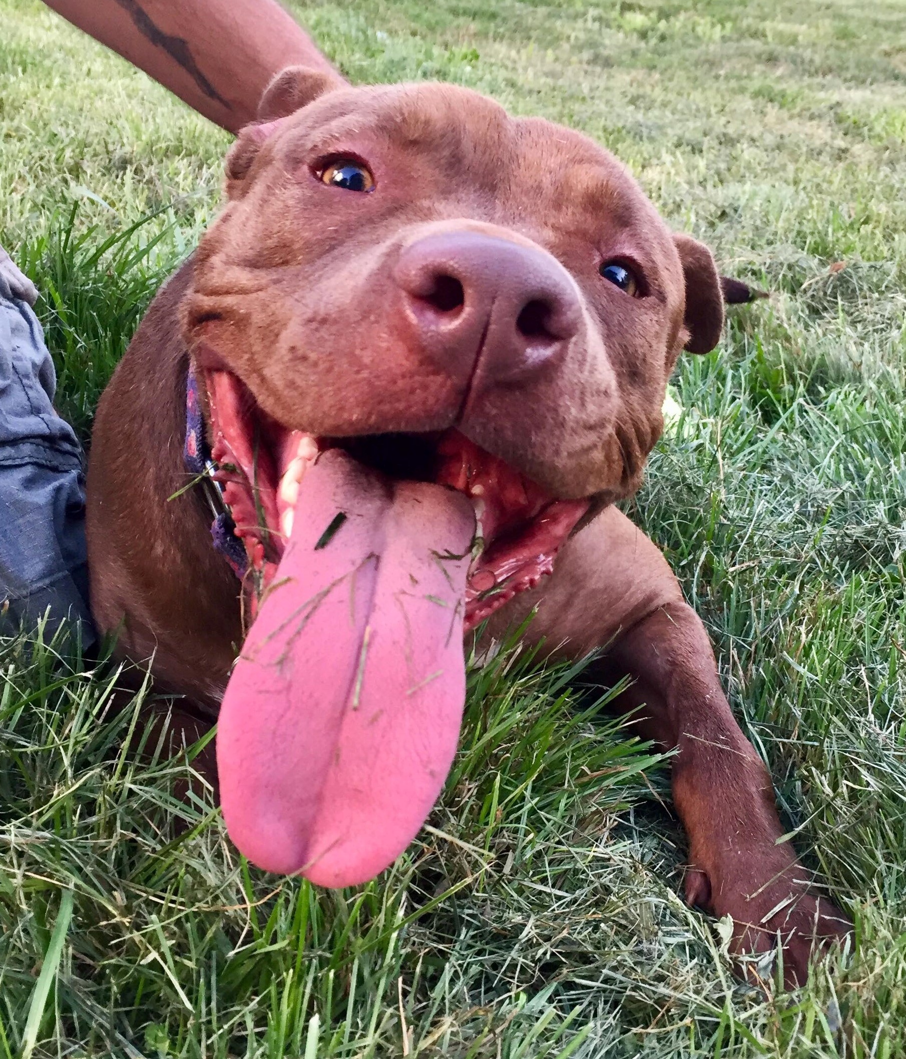 Pork Chop - Sweetheart alert!, an adoptable Terrier, Boxer in Macomb, MI, 48042 | Photo Image 2