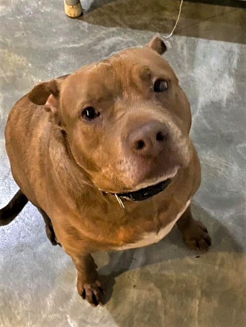 Pork Chop - Sweetheart alert!, an adoptable Terrier, Boxer in Macomb, MI, 48042 | Photo Image 3