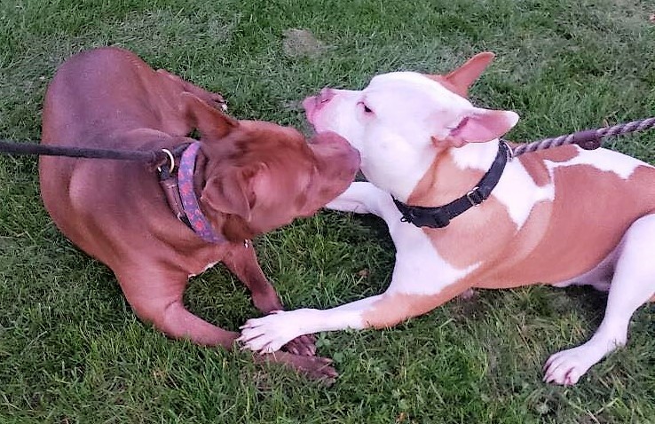 Pork Chop - Sweetheart alert!, an adoptable Terrier, Boxer in Macomb, MI, 48042 | Photo Image 4