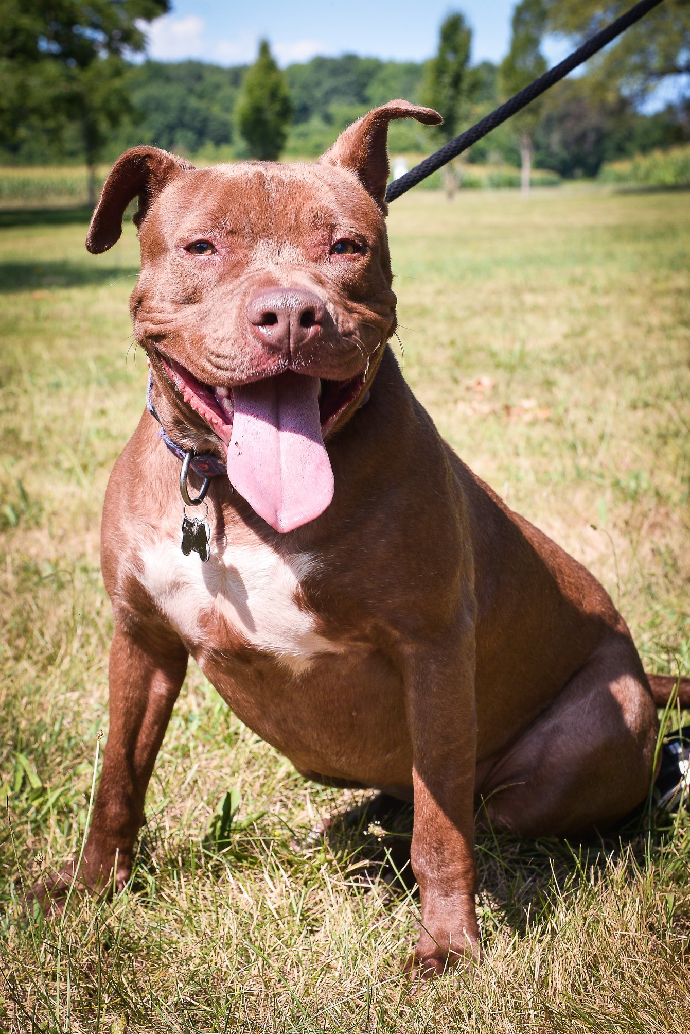Pork Chop - Sweetheart alert!, an adoptable Terrier, Boxer in Macomb, MI, 48042 | Photo Image 5