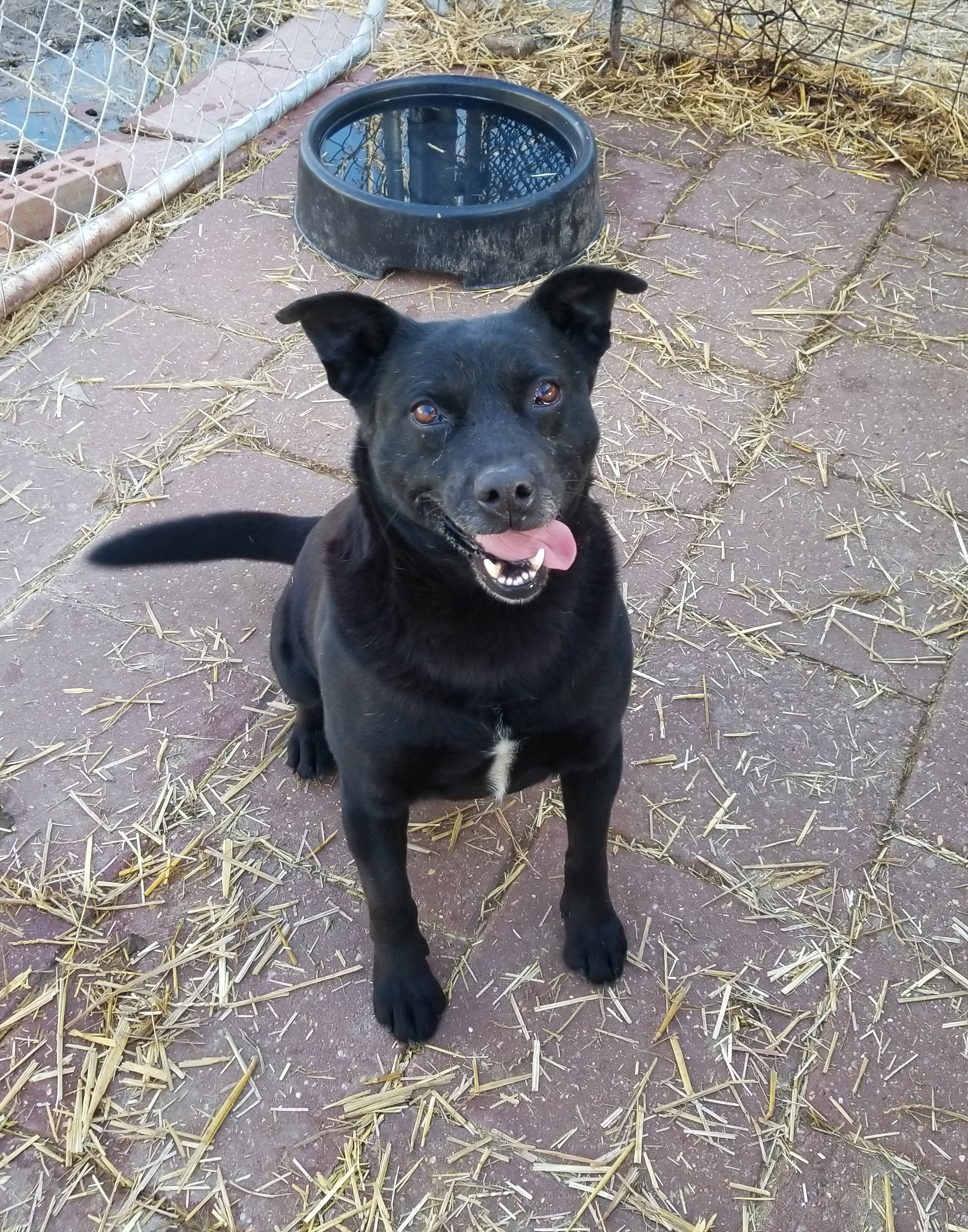 Winston, an adoptable Black Labrador Retriever, Australian Kelpie in Boaz, AL, 35957 | Photo Image 1