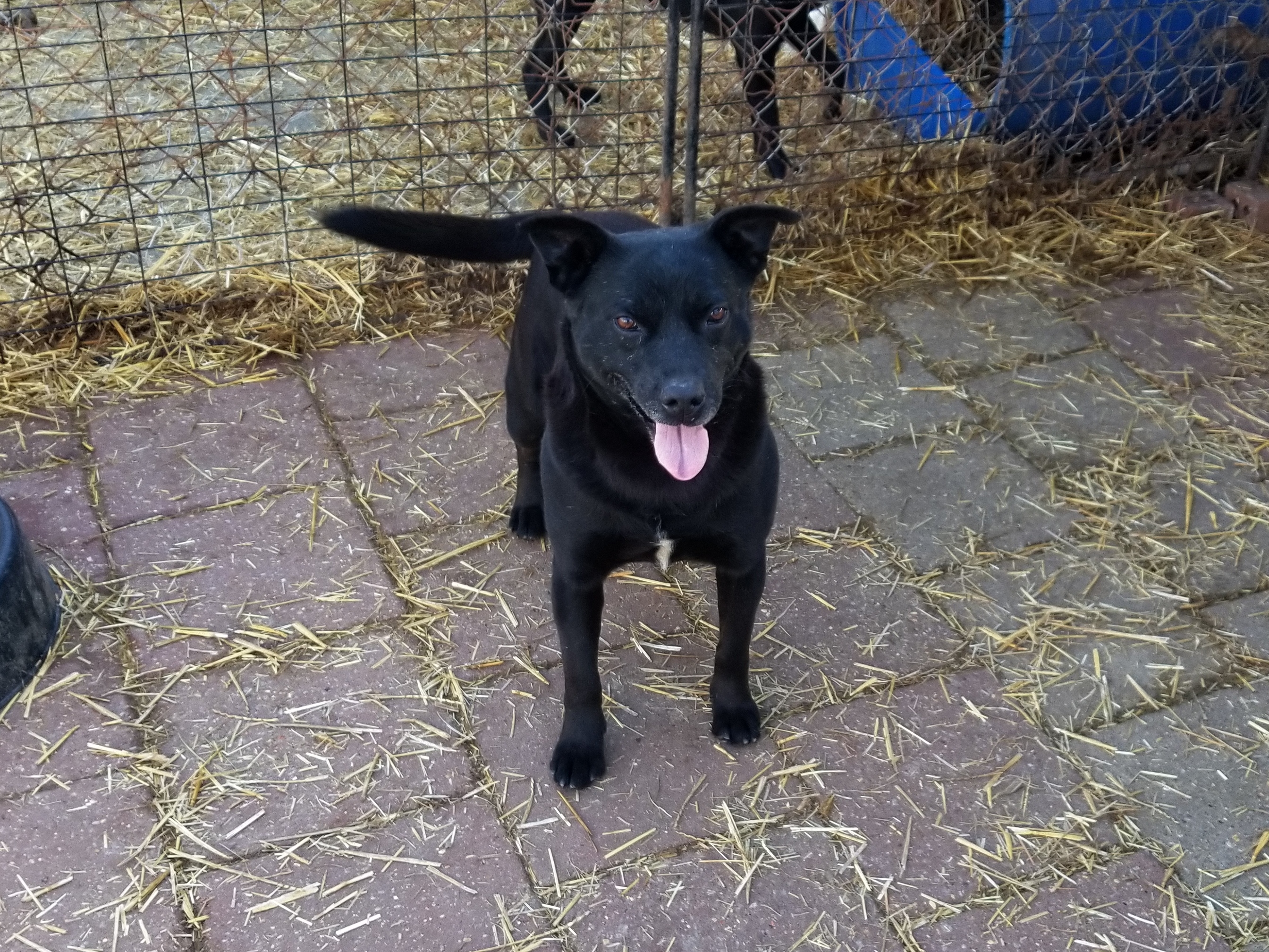 Winston, an adoptable Black Labrador Retriever, Australian Kelpie in Boaz, AL, 35957 | Photo Image 2