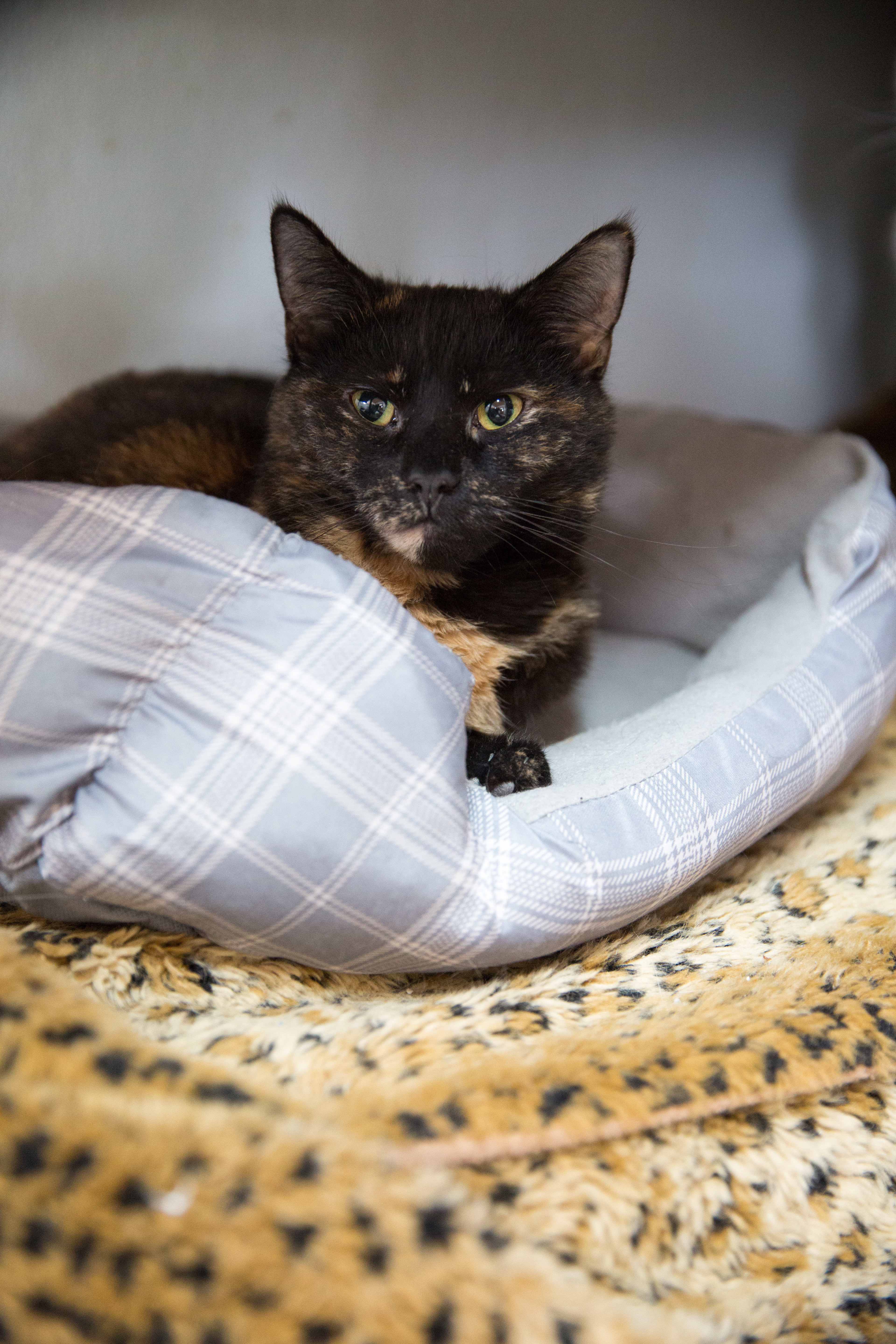 Margarita, an adoptable Domestic Short Hair in Berlin, MD, 21811 | Photo Image 1