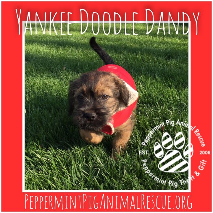 Yankee Doodle Dandy 5