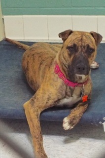 Baby Girl, an adoptable American Staffordshire Terrier in Green Valley, AZ, 85614 | Photo Image 3