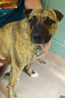 Baby Girl, an adoptable American Staffordshire Terrier in Green Valley, AZ, 85614 | Photo Image 4