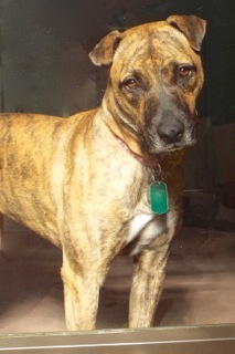 Baby Girl, an adoptable American Staffordshire Terrier in Green Valley, AZ, 85614 | Photo Image 1