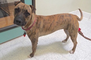 Baby Girl, an adoptable American Staffordshire Terrier in Green Valley, AZ, 85614 | Photo Image 9