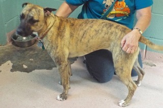 Baby Girl, an adoptable American Staffordshire Terrier in Green Valley, AZ, 85614 | Photo Image 5