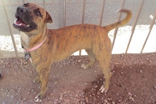 Baby Girl, an adoptable American Staffordshire Terrier in Green Valley, AZ, 85614 | Photo Image 6