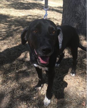 Dog For Adoption Sanka A Labrador Retriever German