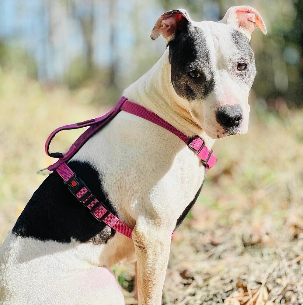 Neenah, an adoptable Cattle Dog, American Staffordshire Terrier in Whitestone, NY, 11357 | Photo Image 2